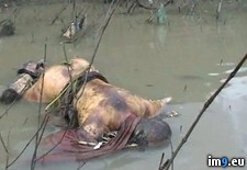 Tags: beauty, india, nsfl, wtf (Pict. in My r/WTF favs)