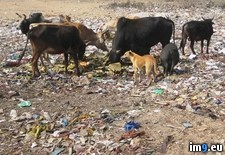 Tags: beauty, india, nsfl, wtf (Pict. in My r/WTF favs)