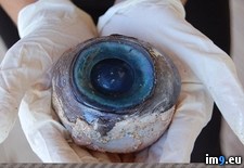 Tags: eye, giant, squid, wtf (Pict. in My r/WTF favs)
