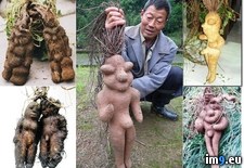 Tags: chinese, fleeceflower, grow, naturally, roots, shape, uhhh, wtf (Pict. in My r/WTF favs)