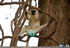 Tags: blue, bright, monkey, testicles, vervet, wtf (Pict. in My r/WTF favs)