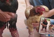 Tags: chicken, dong, fuckin, legs, tao, vietnamese, weird, wtf (Pict. in My r/WTF favs)