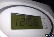Tags: cover, display, microwave, spider, was, wtf (Pict. in My r/WTF favs)