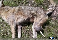 Tags: coyote, legs, losing, one, survived, wtf (Pict. in My r/WTF favs)