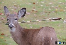 Tags: deer, jersey, new, wandering, wtf (Pict. in My r/WTF favs)