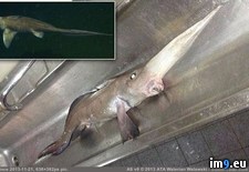 Tags: canada, caught, extremely, feet, fish, lives, ocean, rare, was, wtf (Pict. in My r/WTF favs)