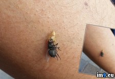 Tags: arm, fly, killing, landed, spider, wtf (Pict. in My r/WTF favs)