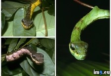 Tags: caterpillar, snake, wtf (Pict. in My r/WTF favs)