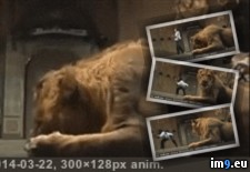 Tags: lion, sick, theatre, tired, work, wtf (GIF in My r/WTF favs)