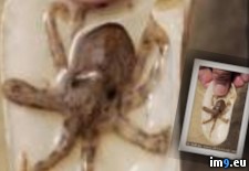 Tags: adults, can, cyanide, kill, octopus, produce, tiny, toxic, venom, wtf (Pict. in My r/WTF favs)
