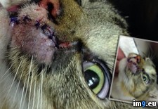 Tags: battle, cat, morning, photo, poor, stitches, update, wound, wtf (Pict. in My r/WTF favs)