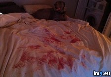 Tags: bedroom, bone, cut, discover, dog, gums, had, small, walked, wtf (Pict. in My r/WTF favs)