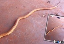 Tags: brown, chickens, dead, find, now, own, scared, snake, walked, western, wtf (Pict. in My r/WTF favs)