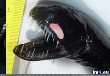 Tags: creature, deep, dived, floating, sea, sperm, whale, wtf (Pict. in My r/WTF favs)