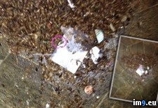 Tags: bombed, bug, building, insists, landlord, problem, roach, wtf (Pict. in My r/WTF favs)