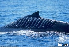 Tags: boat, whale, wtf (Pict. in My r/WTF favs)