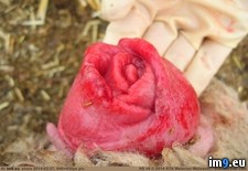 Tags: beautiful, prolapse, rose, sheep, vaginal, wait, wtf (Pict. in My r/WTF favs)