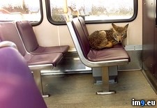 Tags: coyote, public, seat, transportation, wtf (Pict. in My r/WTF favs)