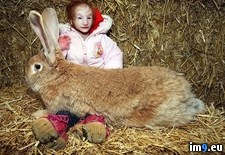 Tags: giant, girl, holds, rabbit, smallest, worlds, wtf (Pict. in My r/WTF favs)