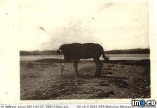 Tags: automatic, camera, donkey, nice, wtf (Pict. in My r/WTF favs)