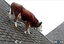 Tags: bern, climbed, cow, ground, jumped, owne, roof, scratch, slid, switzerland, wtf (Pict. in My r/WTF favs)