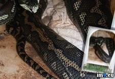 Tags: australia, carpet, chained, dog, find, leave, local, python, rural, small, wtf (Pict. in My r/WTF favs)