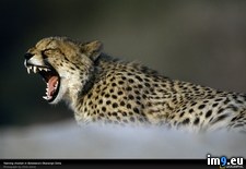 Tags: cheetah, delta, okavango, yawning (Pict. in National Geographic Photo Of The Day 2001-2009)