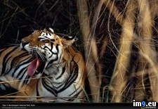 Tags: india, tiger, yawning (Pict. in National Geographic Photo Of The Day 2001-2009)