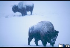Tags: bison, yellowstone (Pict. in National Geographic Photo Of The Day 2001-2009)