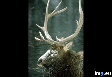 Tags: bull, elk, yellowstone (Pict. in National Geographic Photo Of The Day 2001-2009)