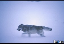 Tags: wolf, yellowstone (Pict. in National Geographic Photo Of The Day 2001-2009)