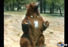 Tags: americanus, bear, brown, hind, legs, markings, national, park, standing, ursus, white, yosemite (Pict. in Branson DeCou Stock Images)