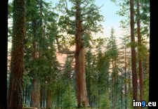 Tags: entire, giant, grizzly, grove, mariposa, national, park, tree, yosemite (Pict. in Branson DeCou Stock Images)