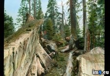 Tags: fallen, grove, mariposa, massachusetts, national, park, tree, yosemite (Pict. in Branson DeCou Stock Images)