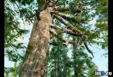 Tags: giganteum, national, park, sequoia, sequoiadendron, tree, trunk, yosemite (Pict. in Branson DeCou Stock Images)