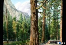 Tags: giganteum, grove, national, park, sequoia, sequoiadendron, tree, yosemite (Pict. in Branson DeCou Stock Images)