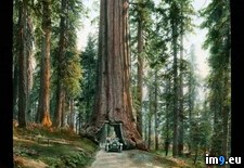 Tags: car, driving, famous, giganteum, grove, mariposa, national, park, sequoiadendron, tree, wawona, yosemite (Pict. in Branson DeCou Stock Images)