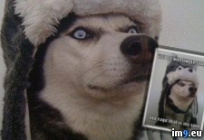 Tags: funny, husky, meme, rage, sould, understand (Pict. in Rehost)
