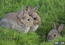 Tags: england, rabbits, teesdale, young (Pict. in Beautiful photos and wallpapers)