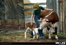 Tags: mobley, rancher, young (Pict. in National Geographic Photo Of The Day 2001-2009)