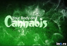 Tags: body, cannabis (Pict. in Alternative-News.tk)