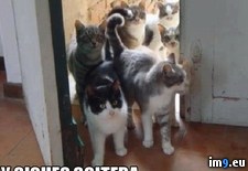 Tags: image (Pict. in Rehost)