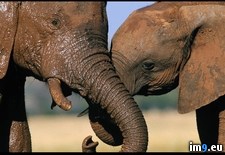 Tags: elephants, zambezi (Pict. in National Geographic Photo Of The Day 2001-2009)