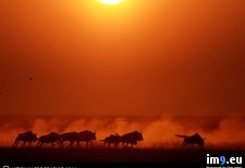 Tags: wildebeests, zambezi (Pict. in National Geographic Photo Of The Day 2001-2009)