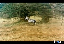 Tags: grace, zebra (Pict. in National Geographic Photo Of The Day 2001-2009)