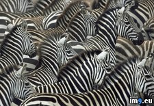 Tags: game, kenya, mara, masai, migration, reserve, zebra (Pict. in Beautiful photos and wallpapers)