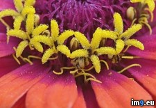 Tags: flower, maine, zinnia (Pict. in Beautiful photos and wallpapers)